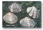 manila_clam